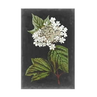 Визија студио „Драматични бели цвеќиња iii“ платно уметност